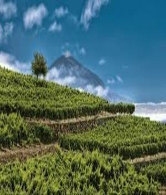 WINE TASTING: INTRODUCTION TO CANARY WINES en Santa Cruz de Tenerife