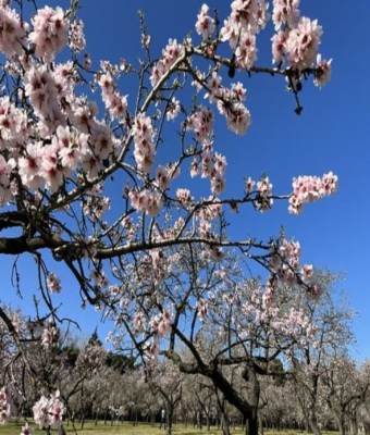 Explorando la Quinta de los Molinos: Un Paseo Botánico, Primaveral e Histórico entre Almendros en Flor en Madrid