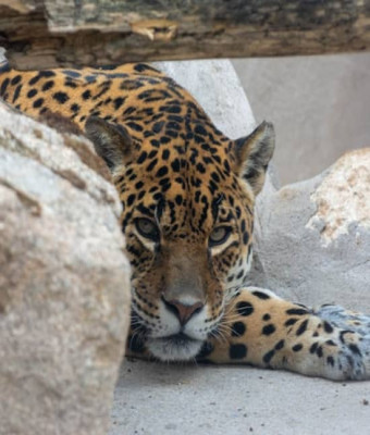 Entradas Zoo Koki en Toledo