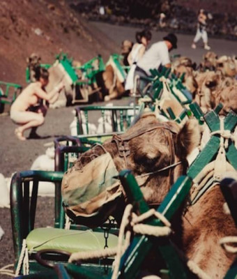 Paseo en camello por las dunas de Maspalomas en Las Palmas de Gran Canaria