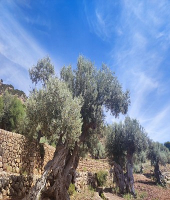 La Serra en obert - Son Moragues en Balears, Illes