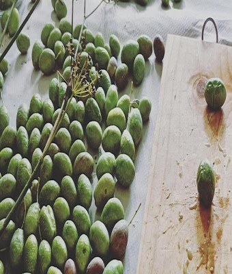 Taller d'olives: olives trencades. Tardor a Raixa 2025 en Buñola