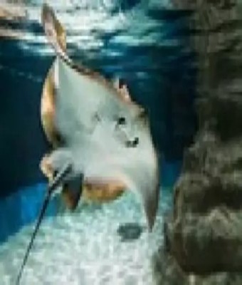 Aquarium Costa de en Almería