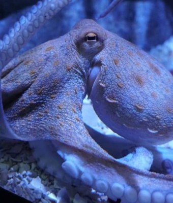 ¡Visita al Acuario Sevilla sin colas! en Seville