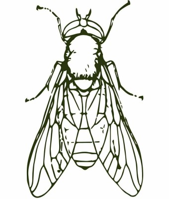 la mosca (festivalet de teatre jove) en Barcelona