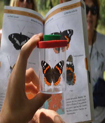 Descubre las mariposas en Valencia/València