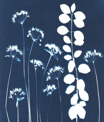 Taller de cianotipia: Arte, Naturaleza en azul. Explorando el legado de Anna Atkins en Madrid