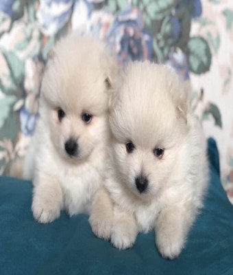Email:steddyscot@gmail.com\acheter chiot spitz nain Paris  chiot spitz nain à vendre Paris  éleveur spitz nain Paris certifié  prix spitz nain Paris  adopter spitz nain Paris en Ciudad Real