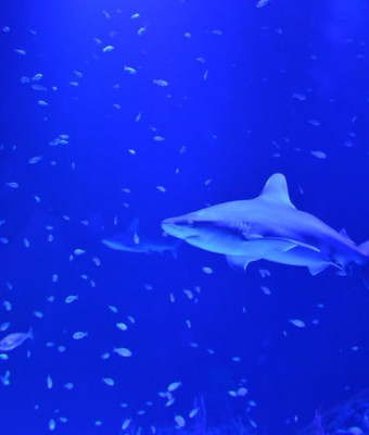 Acuario Atlantis: Entradas sin colas en Madrid