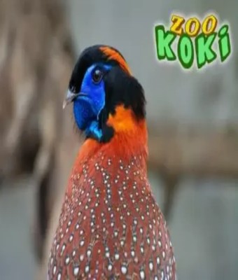 Zoo Koki en Toledo