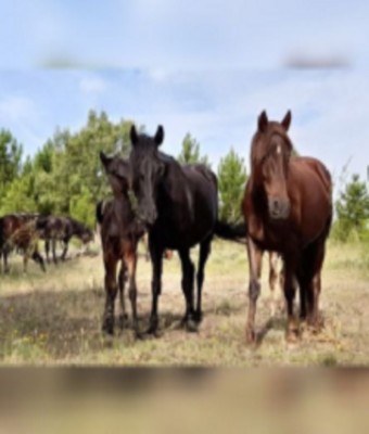 Pastores del Alto Tajo en MAZARETE