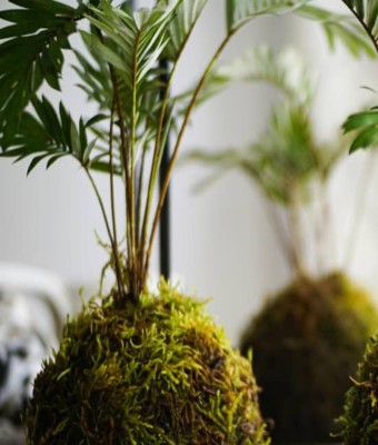 Kokedamas, el arte de tener plantas sin macetas en Madrid