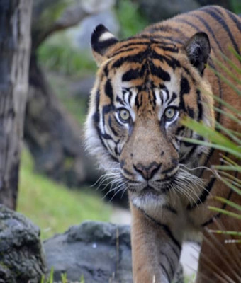 Bioparc Fuengirola: ¡un zoo varguandista! en Malaga