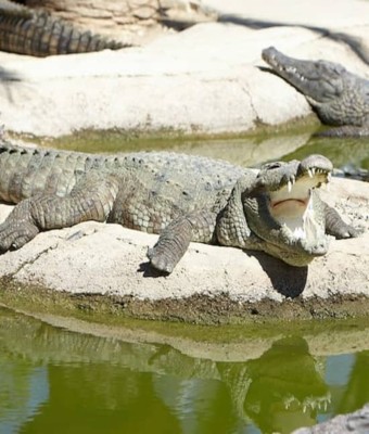 Crocodile Park Torremolinos en Malaga