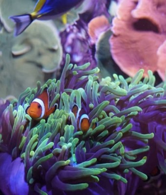 ¡Entradas para el Acuario de Sevilla! en Seville