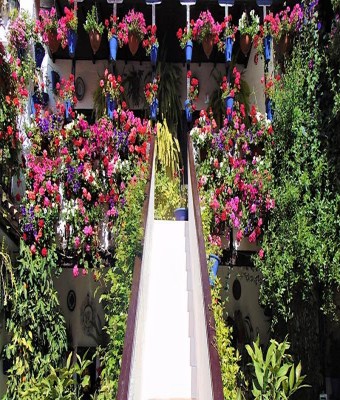 Guided tour of the Courtyards of Córdoba - Spanish