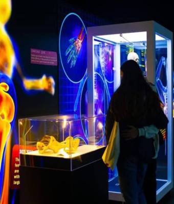 Bodies Evolution en Málaga en Malaga