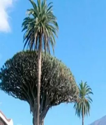 Parque del Drago en Tenerife