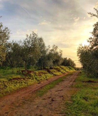 Hacienda olivar desde Sevilla: Visita guiada en Seville