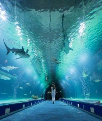 Entrada sin colas al Oceanogràfic y al Hemisfèric en Valencia