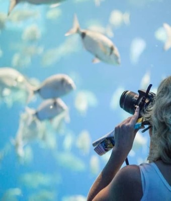 Palma Aquarium: Entrada + Traslado Alcudia - Puerto Pollensa en Majorca