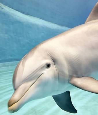 Oceanogràfic y Museo de las Ciencias: entrada sin colas en Valencia