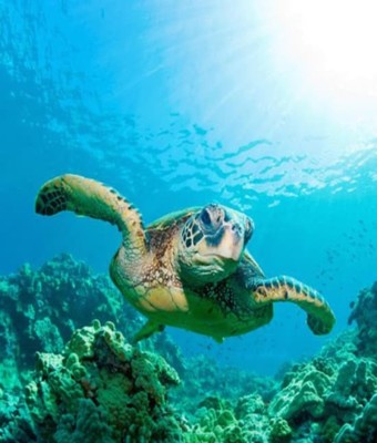 Entrada sin colas para SEA LIFE Benalmádena en Malaga